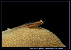 Little Goby on it's Coral... Que du bonheur... :O)... by Michel Lonfat 